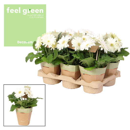 Gerbera Flori Line white 20cm 12cm Pot