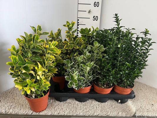 Euonymus japonicus mix 30cm 13cm Pot