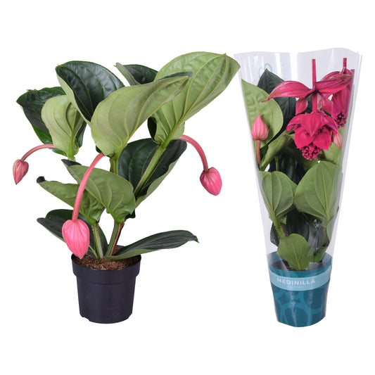 Medinilla Flamenco 55cm 17cm Pot