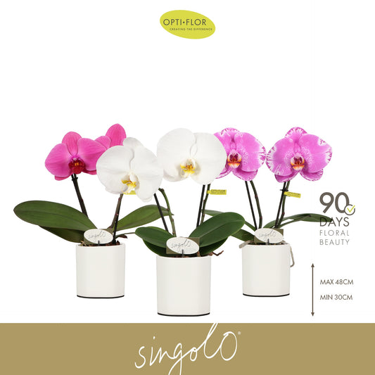 Phalaenopsis Singolo & Co mix (+ drp.Lazio) 40cm 9cm Pot