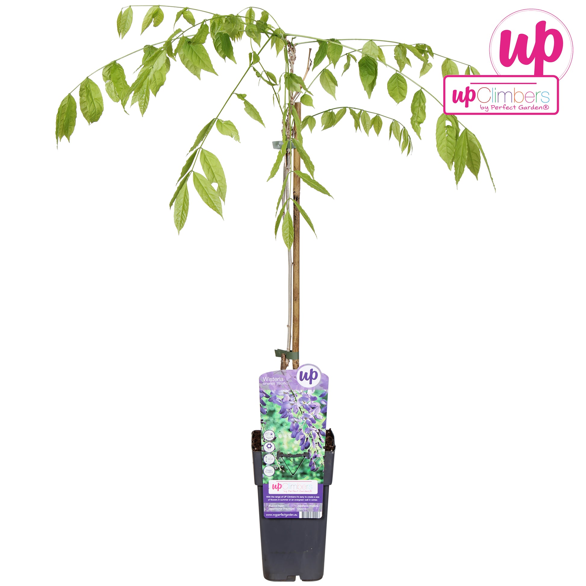 Wisteria Prolific 70cm 15cm Pot