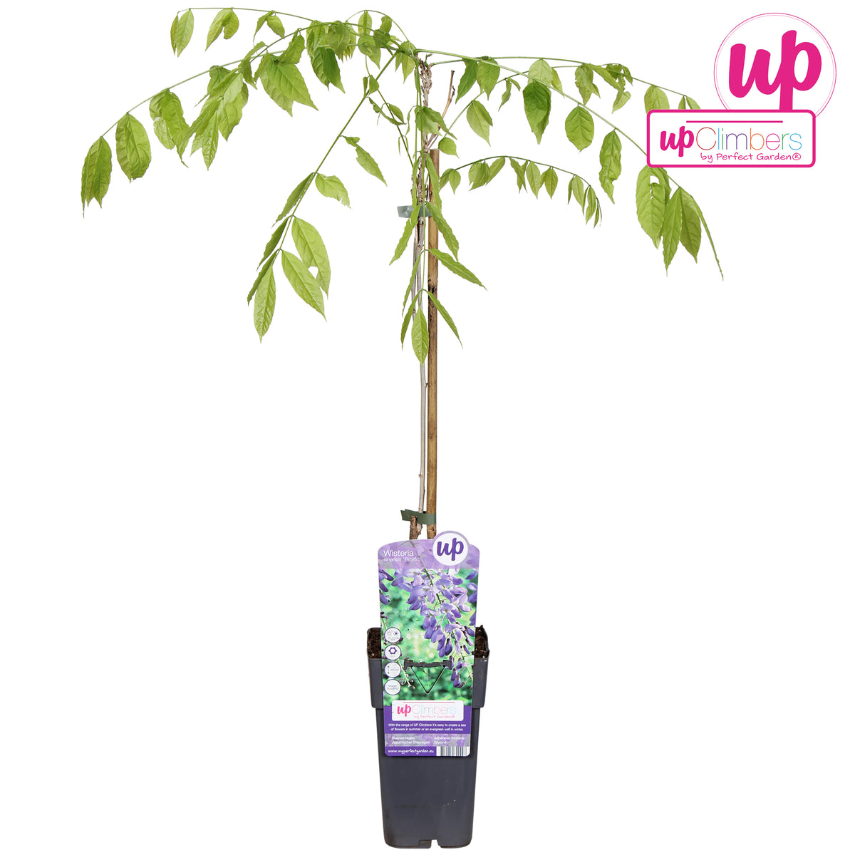 Wisteria Prolific 70cm 15cm Pot