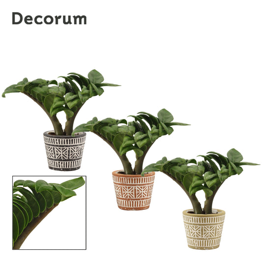 Zamioculcas Zenzi 16cm 6cm Pot