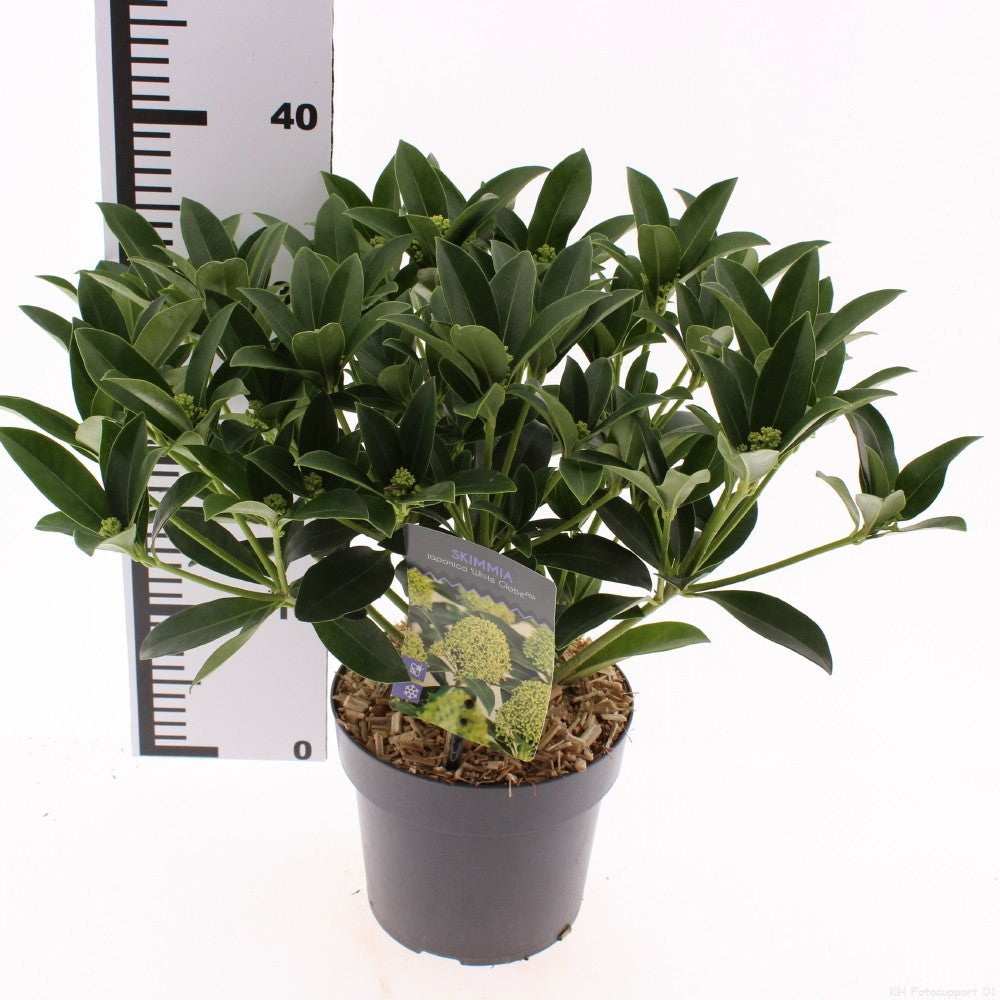 Snepvangers Tuinplanten Skimmia japonica White Globe Pack of 6