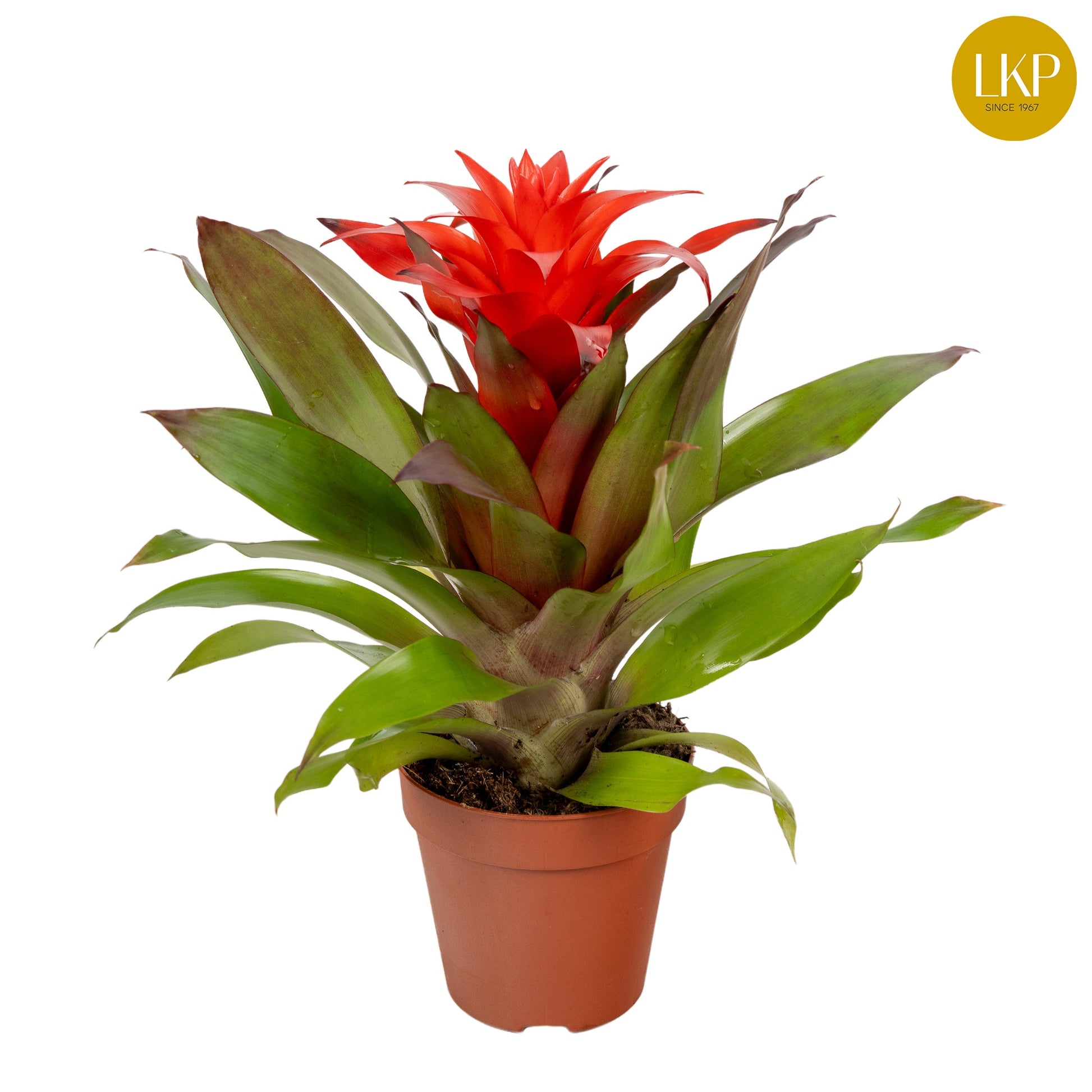 Guzmania Lorena 30cm 10.5cm Pot