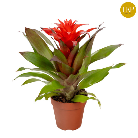 Guzmania Lorena 30cm 10.5cm Pot
