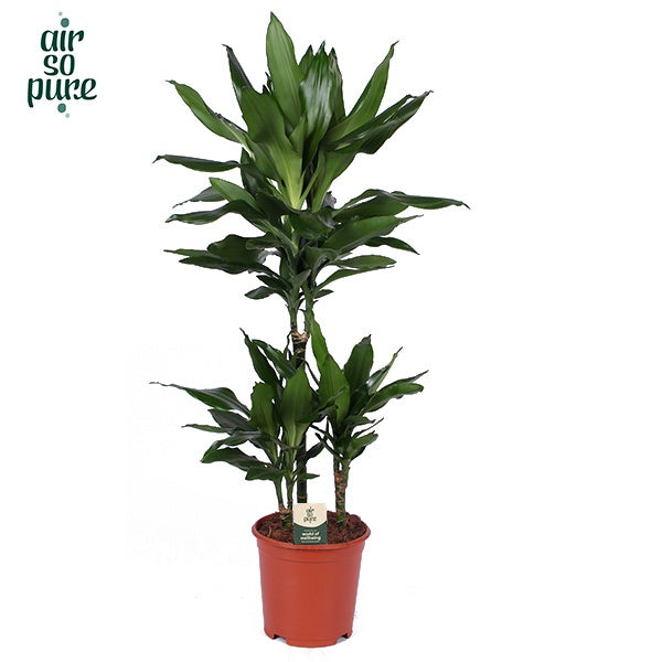Dracaena frag. Janet Lind 90cm 21cm Pot