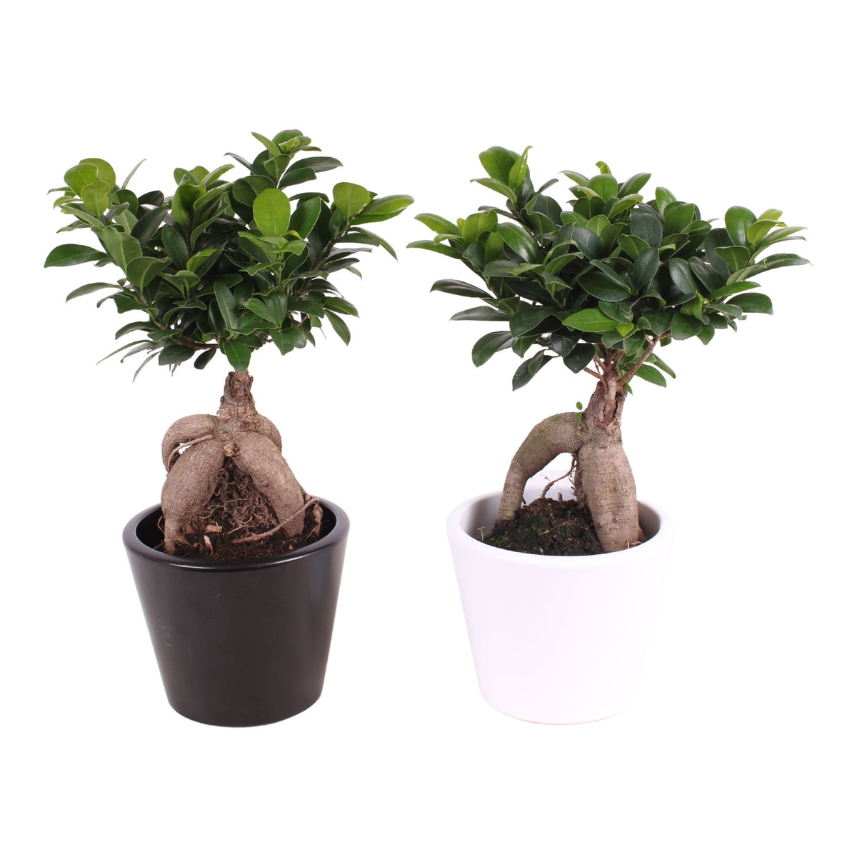Ficus Ginseng 35cm 15cm Pot