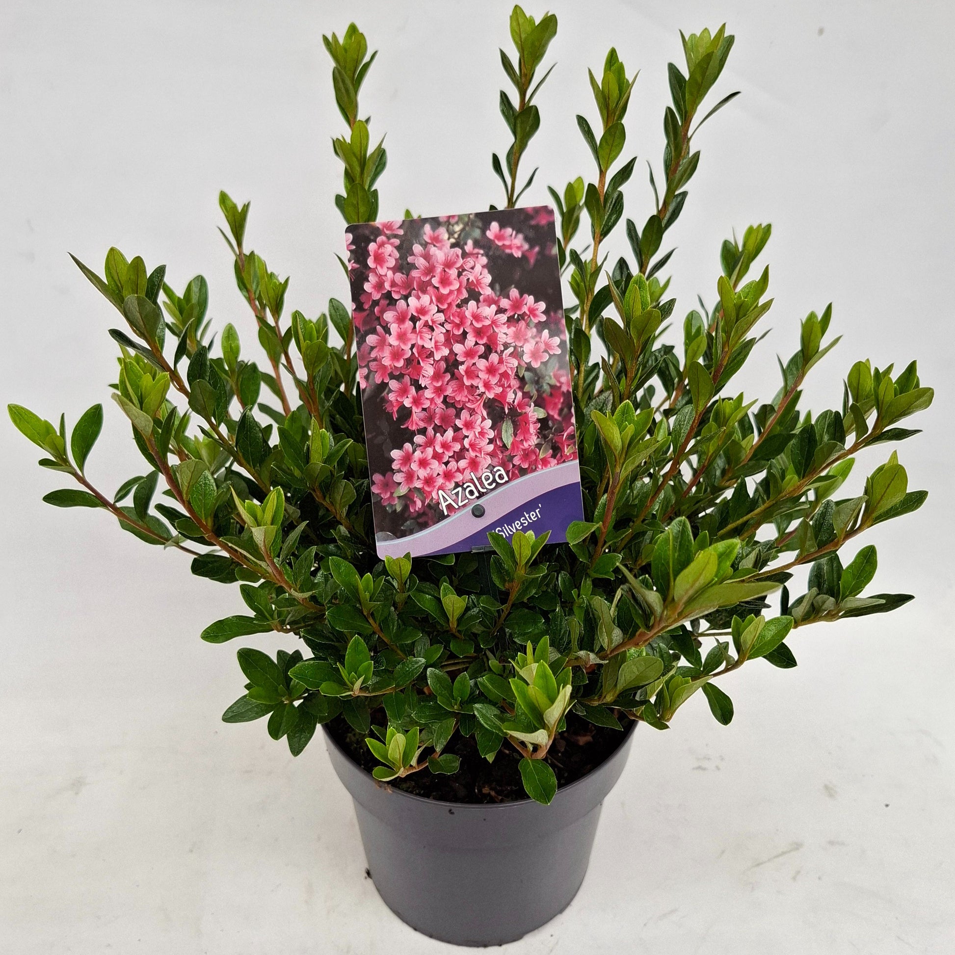 J.C.A.M. van Acht Rhododendron Silvester Pack of 1