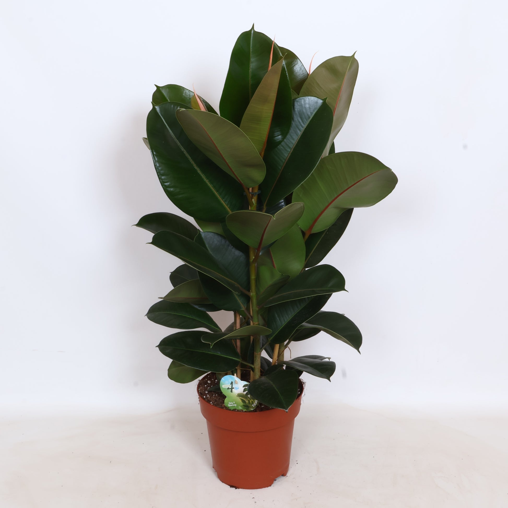 Peeters Potplanten BV Ficus Robusta Pack of 1