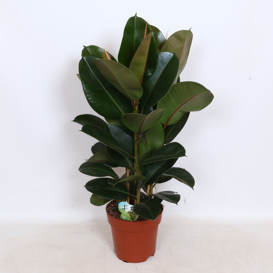 Peeters Potplanten BV Ficus Robusta Pack of 1