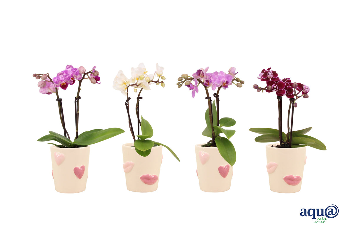 Phalaenopsis hybrid 17cm 6cm Pot