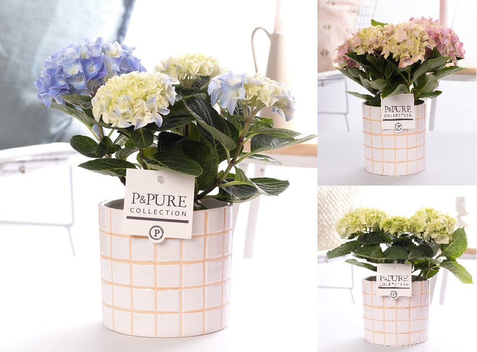 Hydrangea macrophylla mix 30cm 10cm Pot