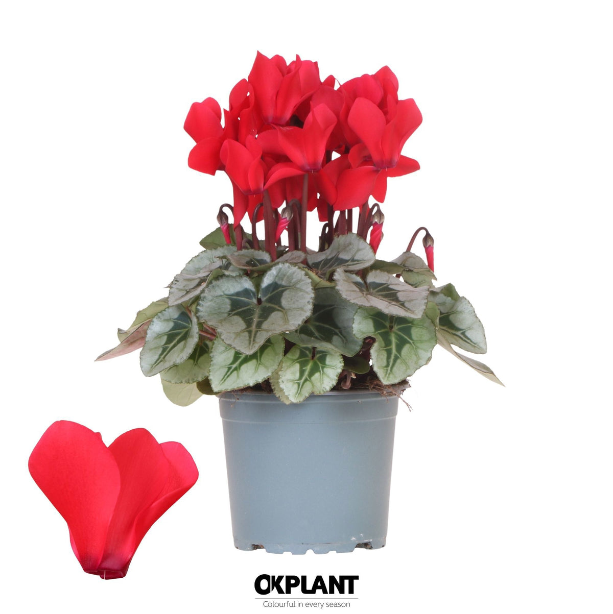 Cyclamen Rembrandt red 26cm 12cm Pot