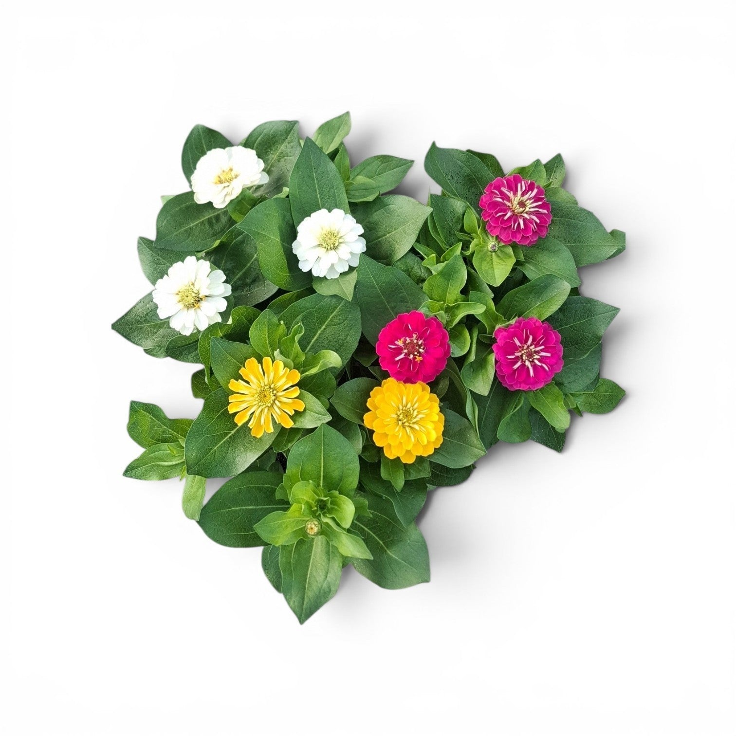 Zinnia Dreamland mix 30cm 17cm Pot