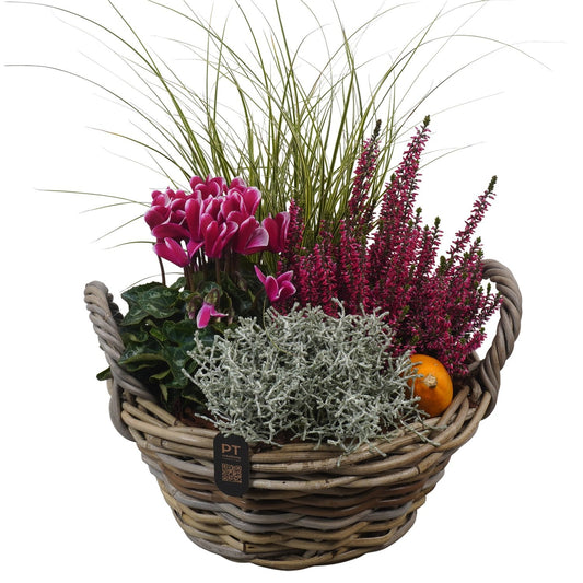 Outdoor arrangement 46cm 30cm Pot