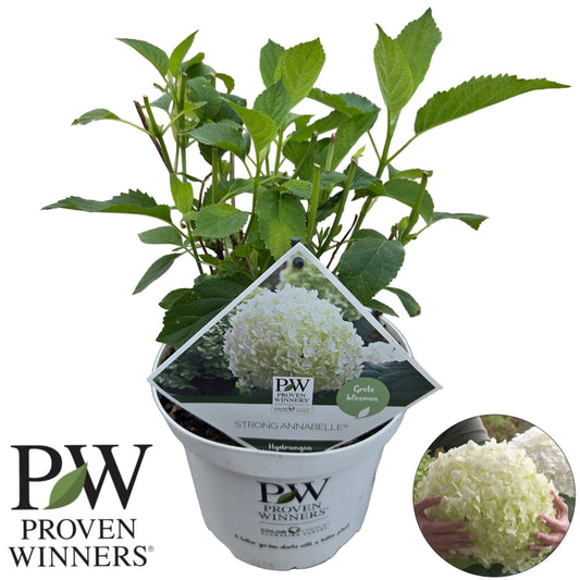 Hydrangea arbroscens Incrediball 45cm 19cm Pot
