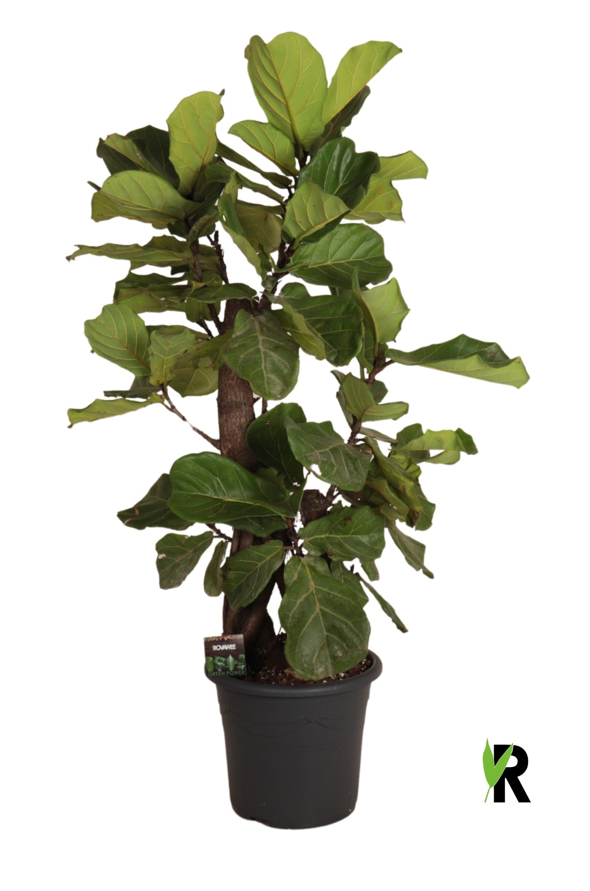 Ficus lyrata 140cm 32cm Pot