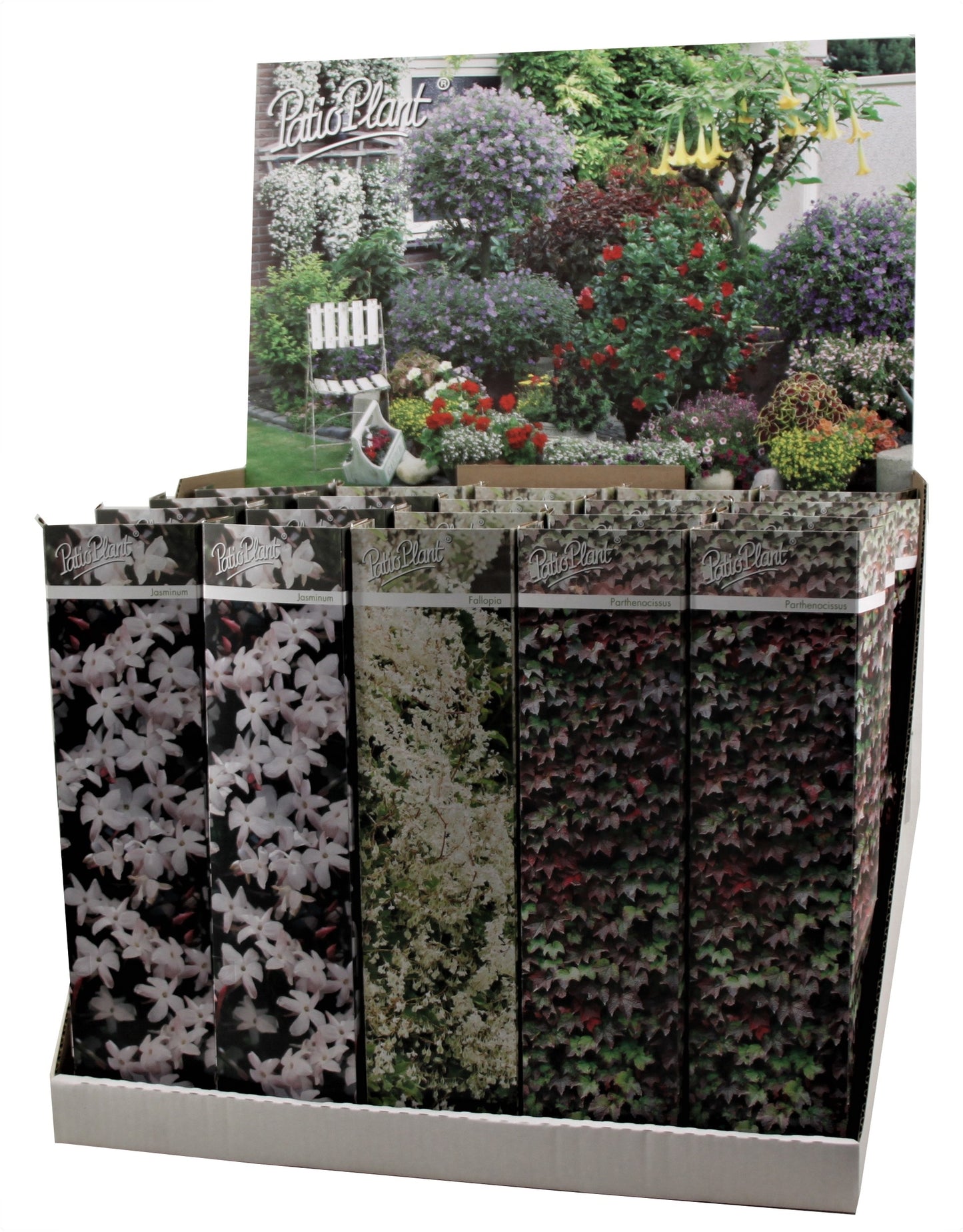 Valk BV Patioplant Pergola mix Pack of 20