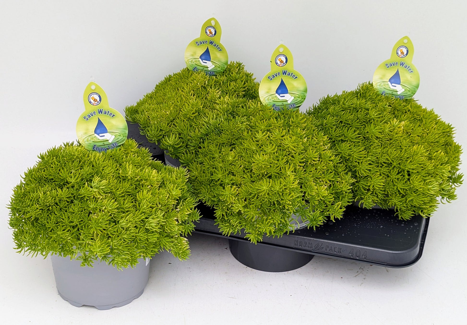 Sedum sediforme 32cm 17cm Pot