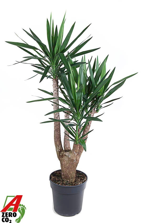 Yucca branched 140cm 31cm Pot