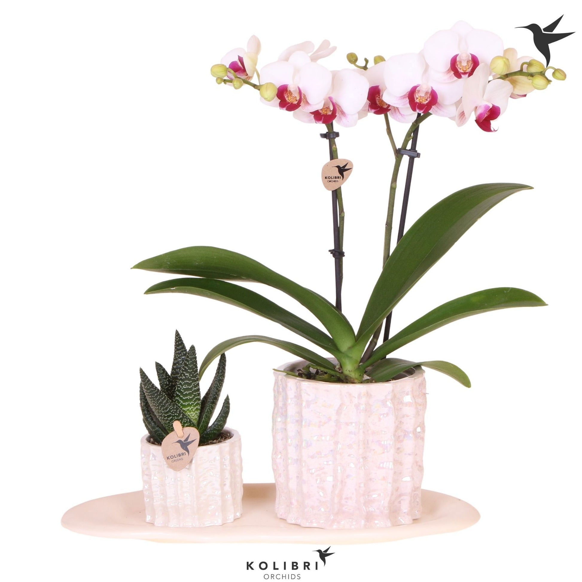 Kolibri Gift Set medium Oyster 40cm 18cm Pot