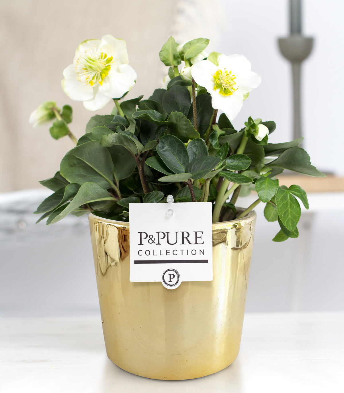 Helleborus niger Christmas Carol 30cm 12cm Pot