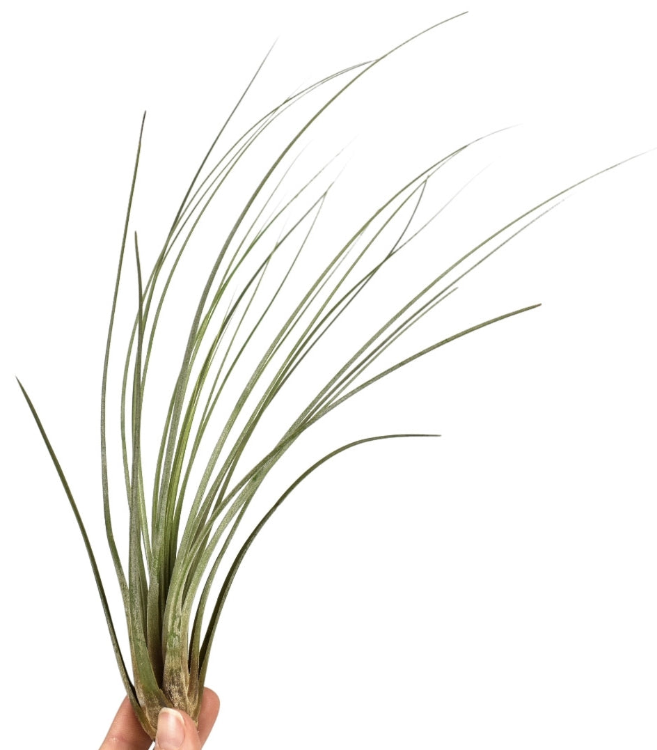tillandsia-juncea-20cm-6cm-pot