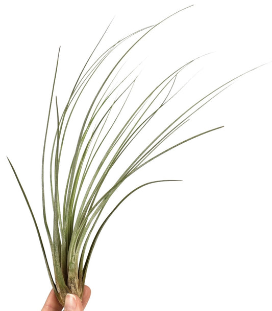 Tillandsia juncea 20cm 6cm Pot