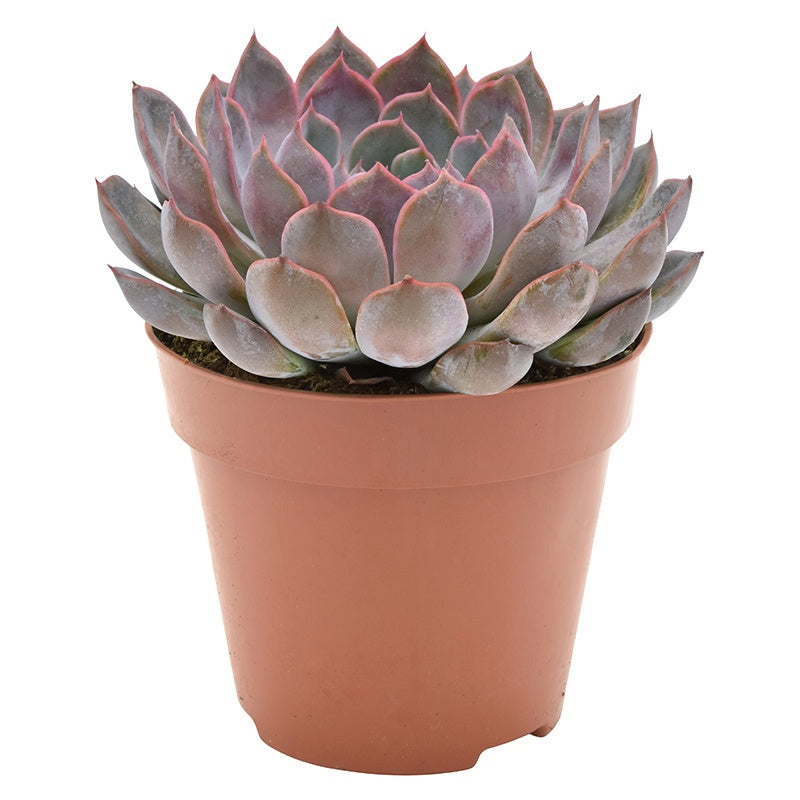 Echeveria Summer 15cm 12cm Pot