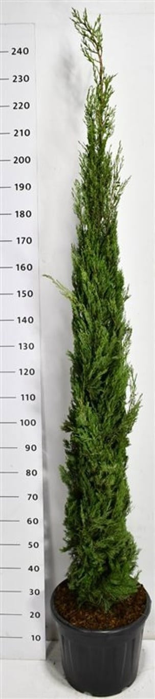Cupressus overig 250cm 40cm Pot