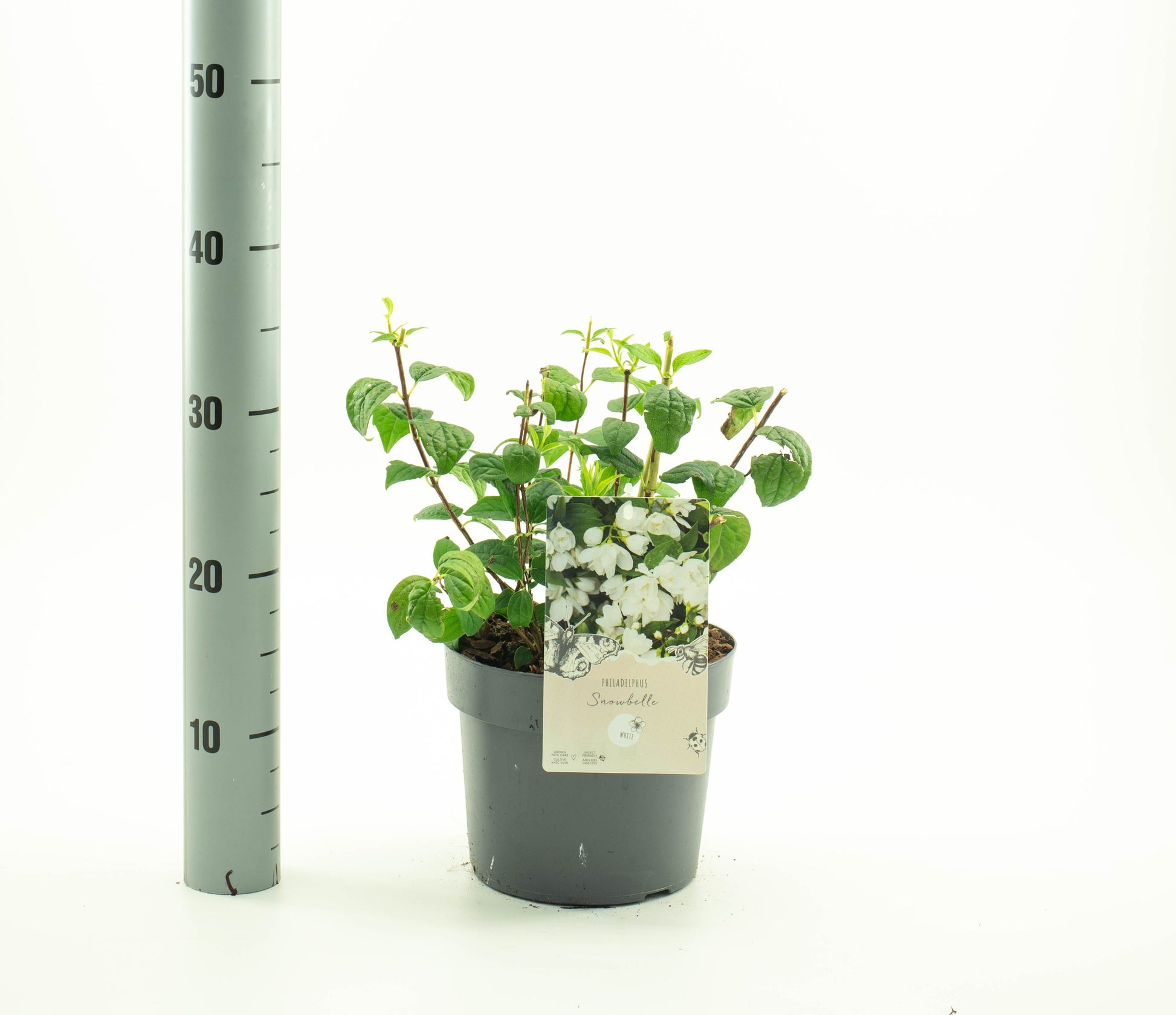 Dool Botanic Philadelphus Snowbelle Pack of 1