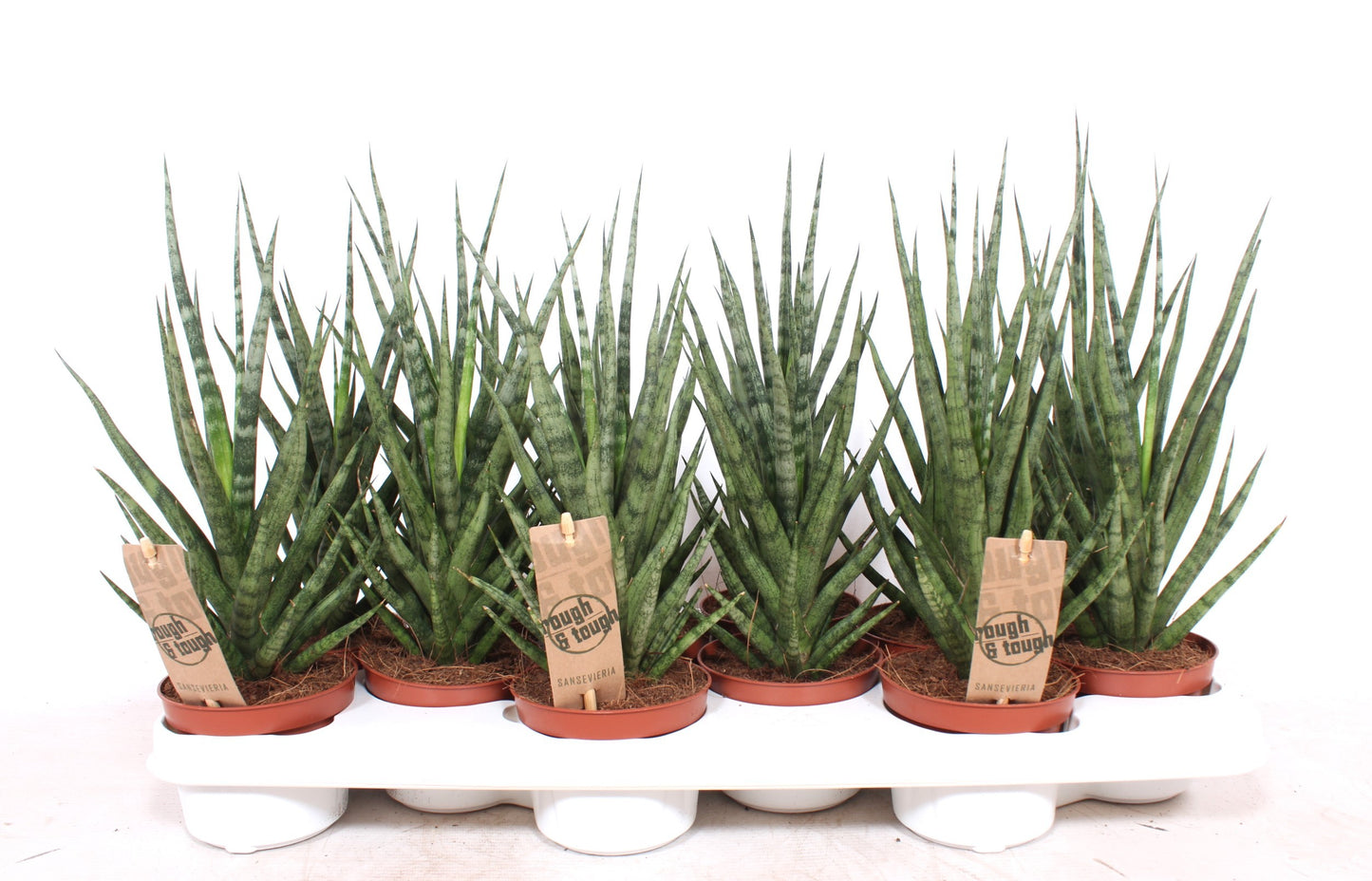 Sansevieria cylindrica 35cm 510cm Pot