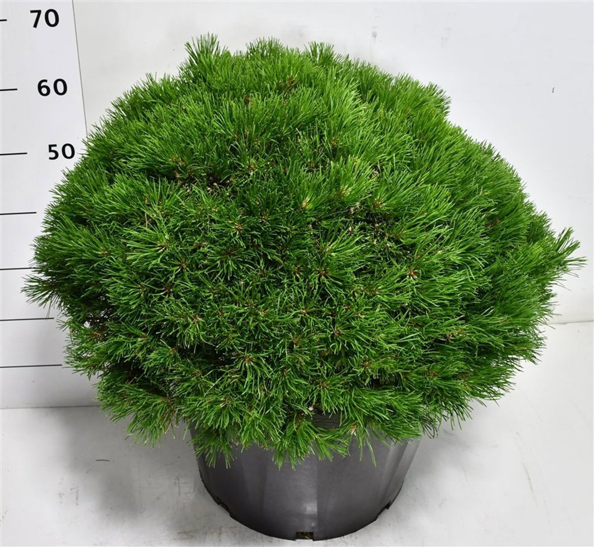 Pinus mugo pumilio 70cm 48cm Pot