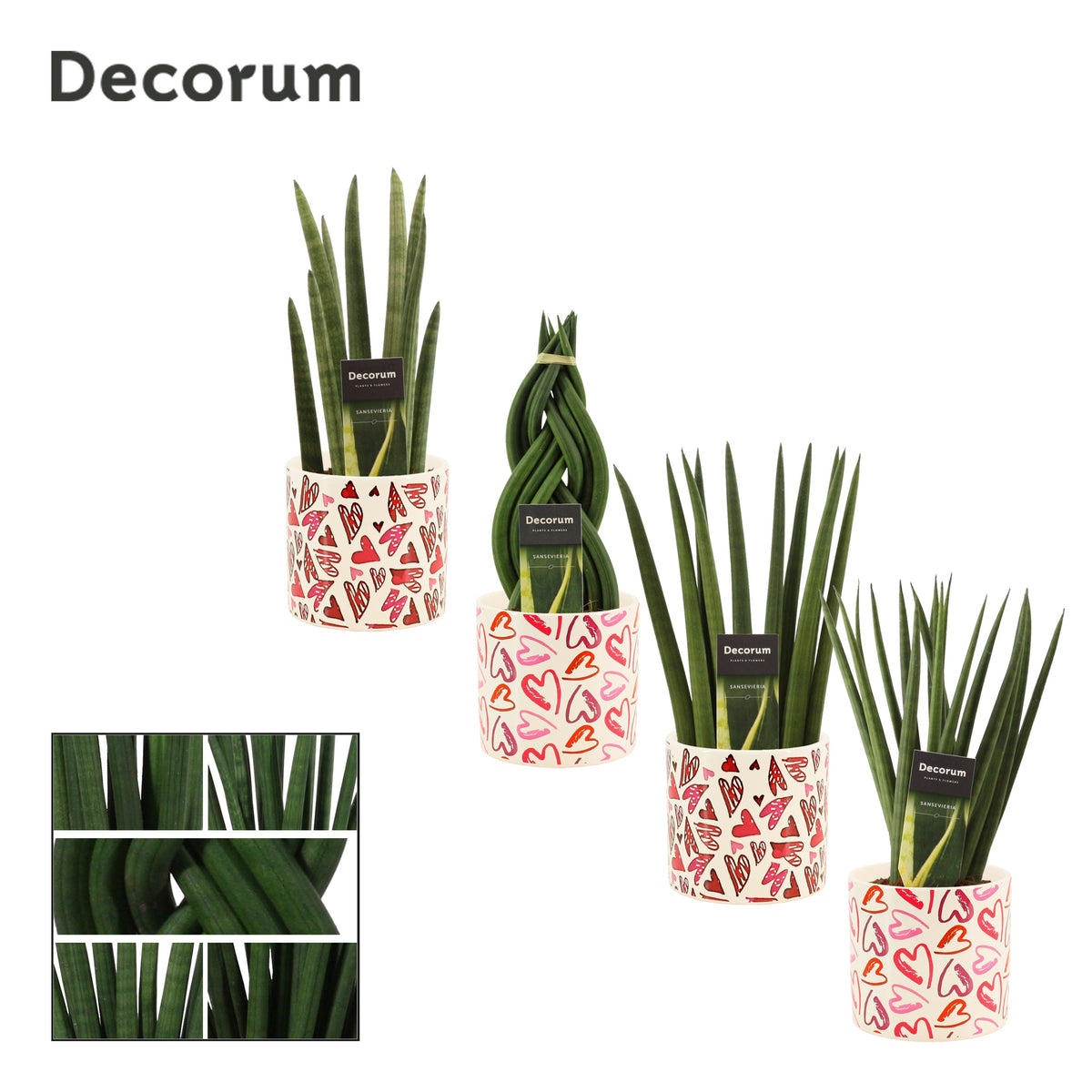 Sansevieria cylindrica 35cm 12cm Pot