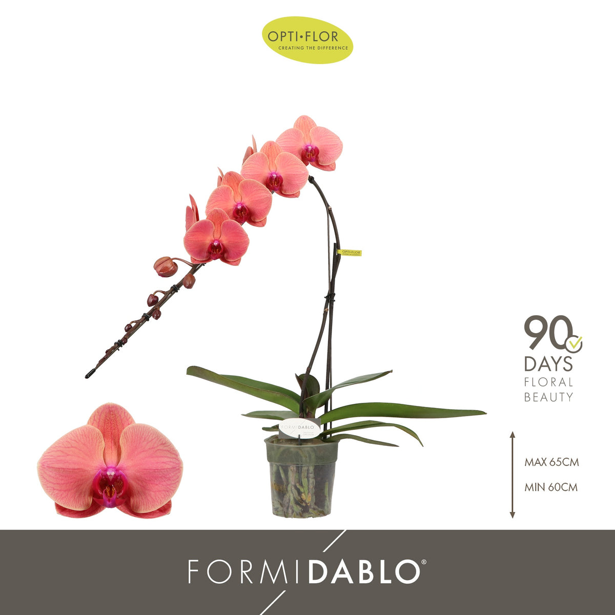 Phalaenopsis Victoria Falls 60cm 12cm Pot