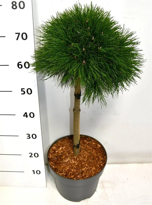 Pinus mugo Varella 80cm 26cm Pot