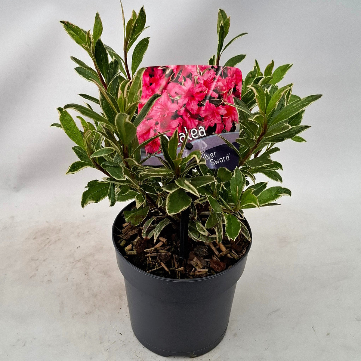 Rhododendron japonicum 15cm 13cm Pot