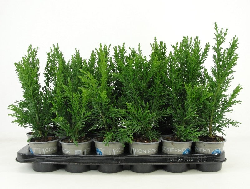 Bloemendaal, Fa.Kw. Chamaecyparis obtusa Draht Pack of 18