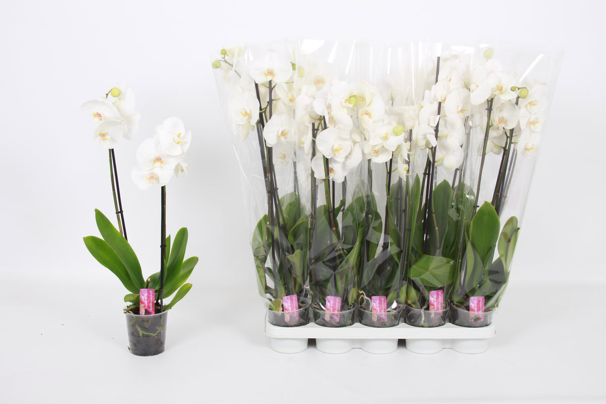 Phalaenopsis white 60cm 12cm Pot
