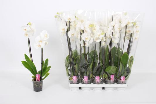 Phalaenopsis white 60cm 12cm Pot