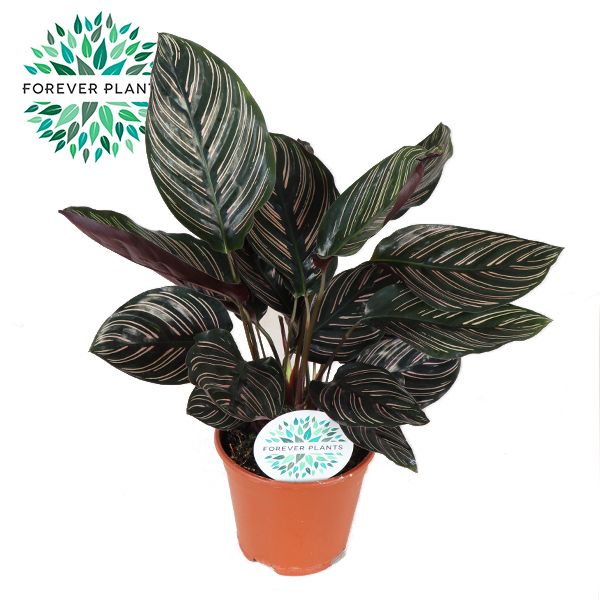 Calathea Ornata 42cm 14cm Pot