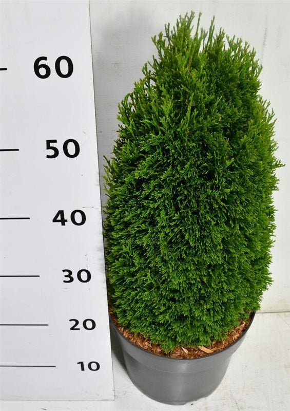 Thuja occidentalis 65cm 26cm Pot