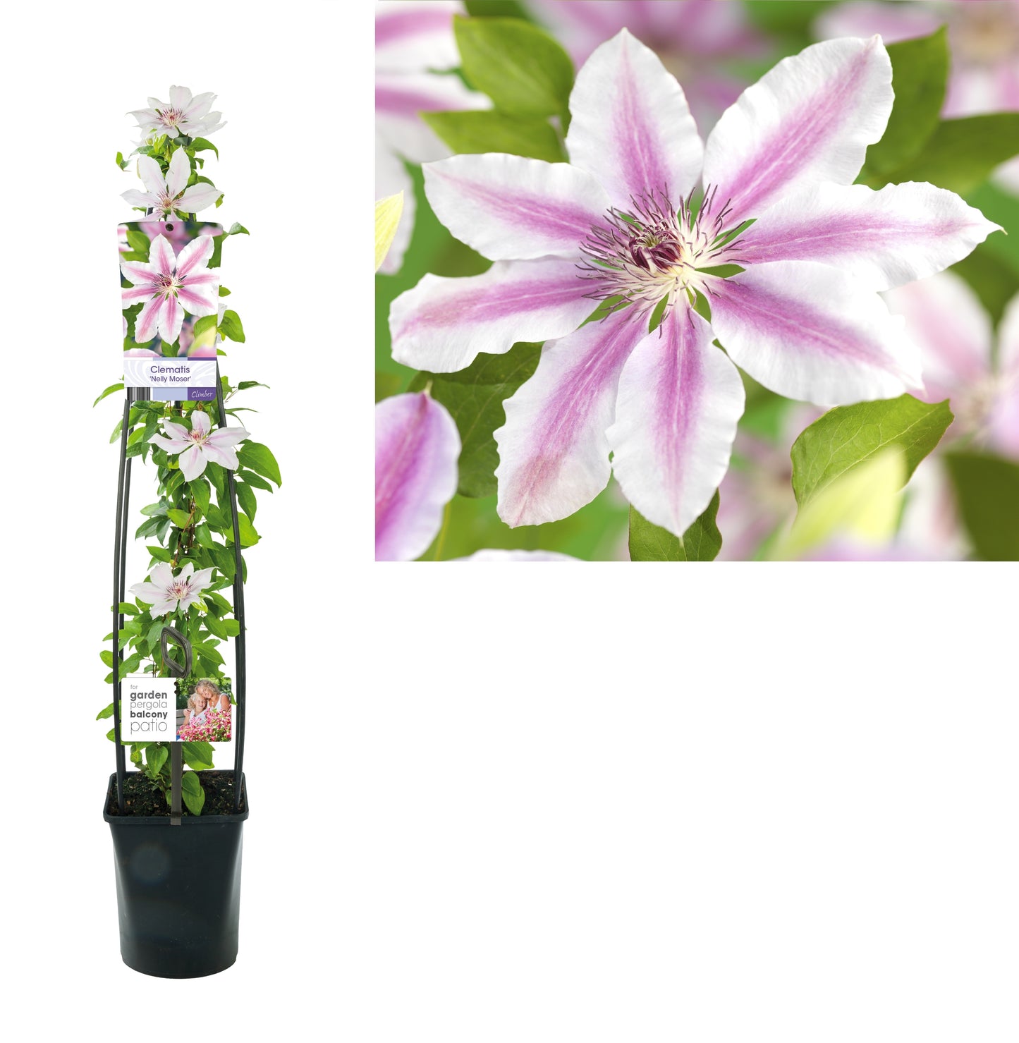 Clematis Nelly Moser 115cm 23cm Pot