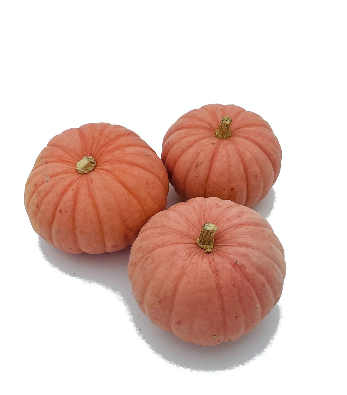 Cucurbita Miss Sophie Pink 12cm Pot