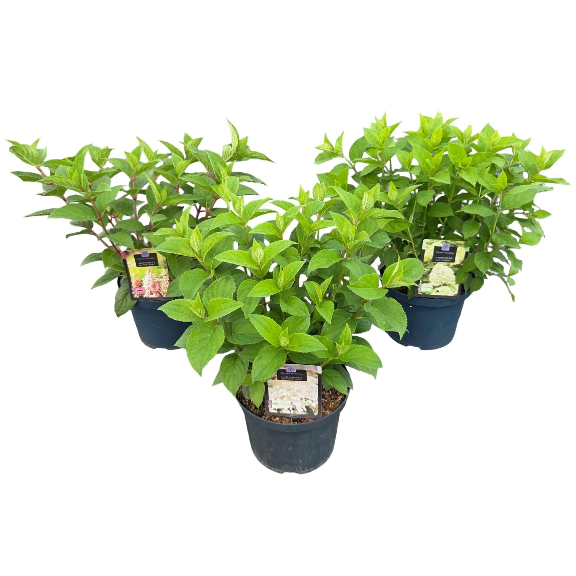 hydrangea-paniculata-mix-55cm-23cm-pot