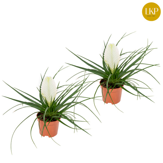 Tillandsia Biancini 30cm 9cm Pot