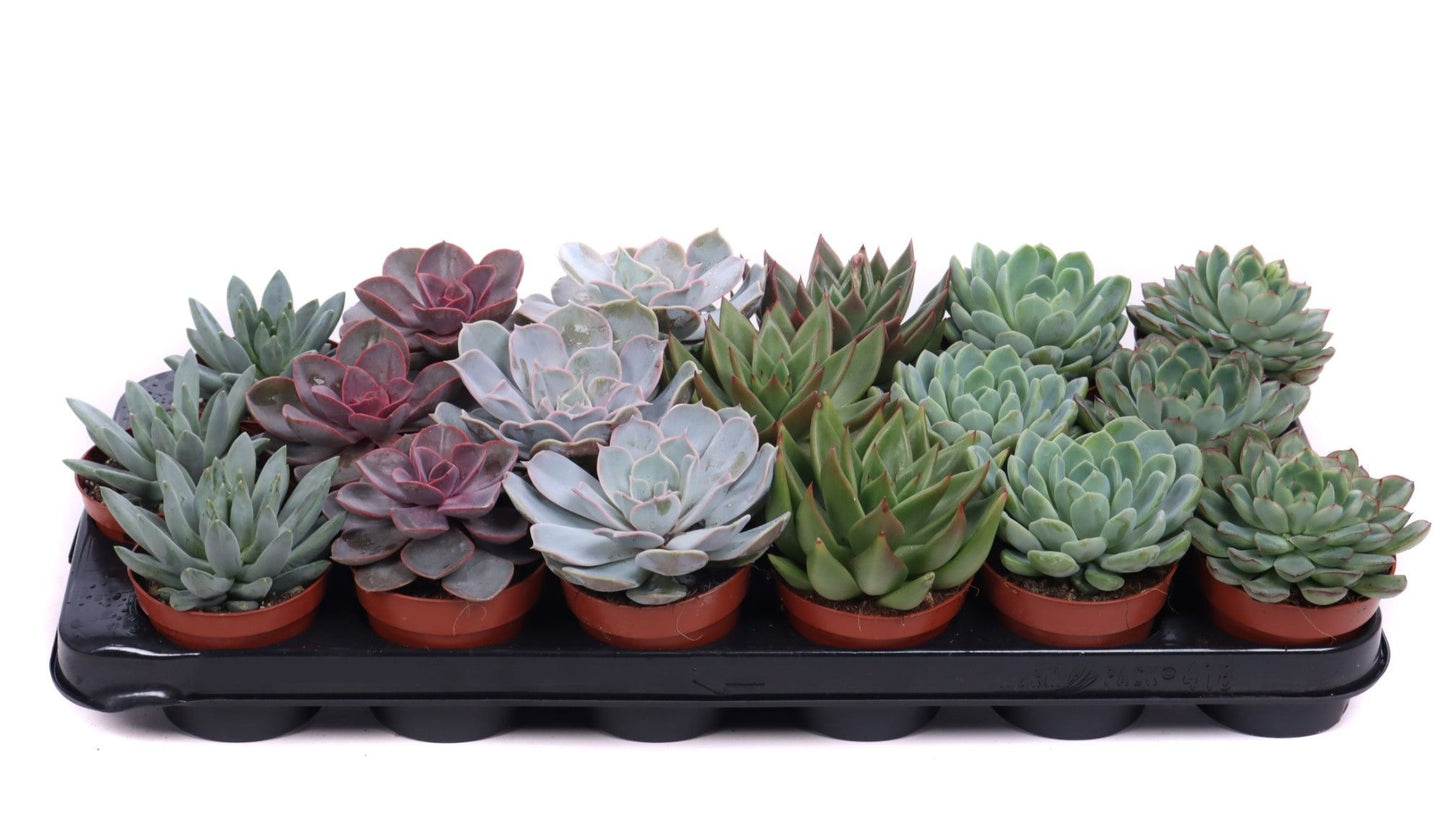 Oriental-Edelcactus Echeveria Hybrid Pack of 12