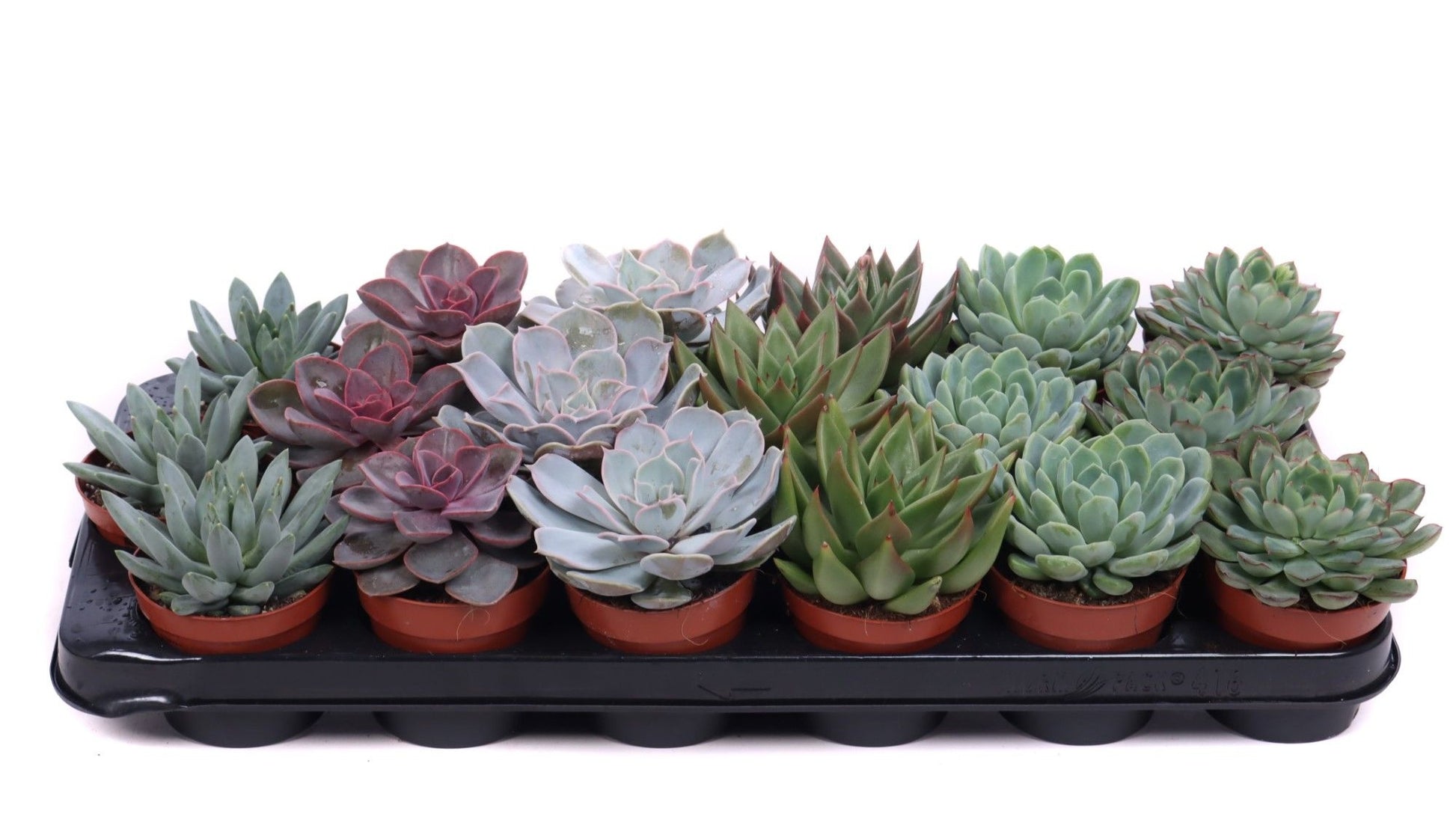 Oriental-Edelcactus Echeveria Hybrid Pack of 12