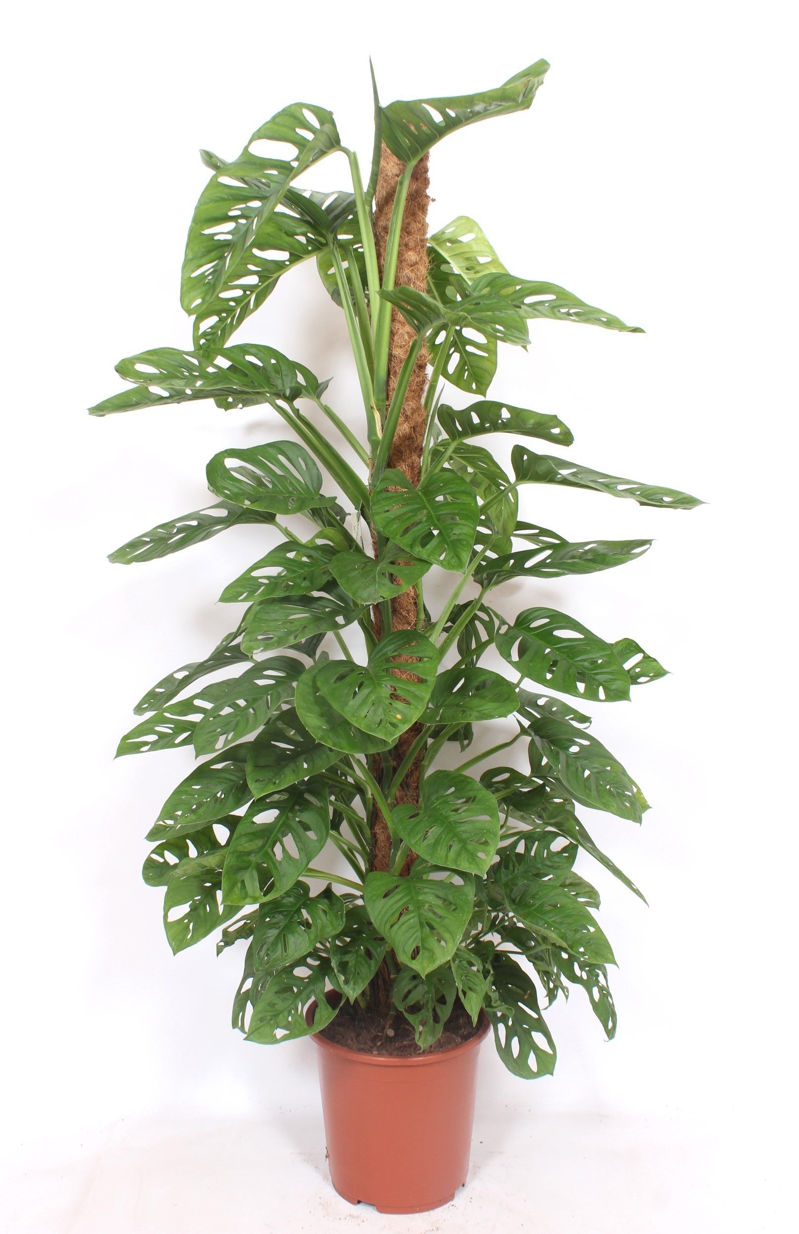 Fachjan BV Monstera Monkey Leaf Pack of 1